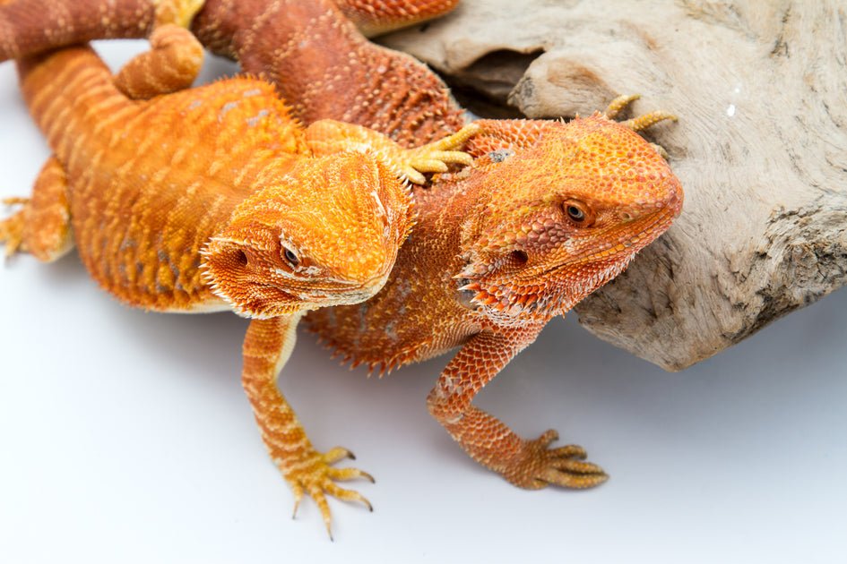 Where Can You Buy A Bearded Dragon