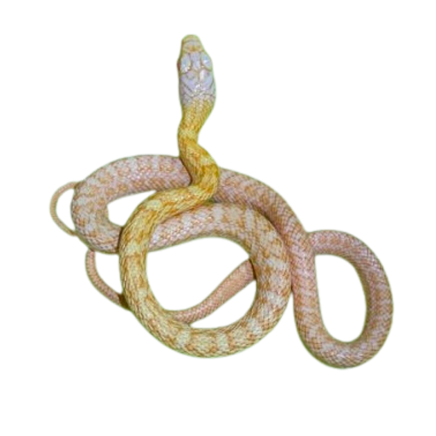 AlbinoJapaneseRatSnakesForSale
