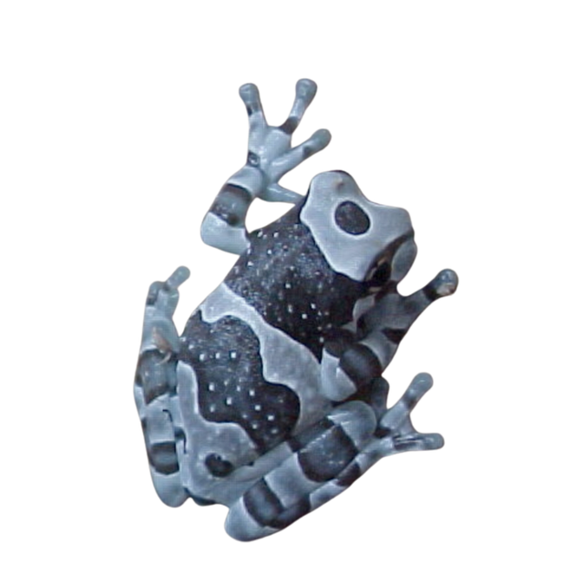 ハトリーズMILKY BOY CRYING FROG 30周年記念セット Buy Amazon Milk Frogs (Trachycephalus resinifictrix) – Beautiful