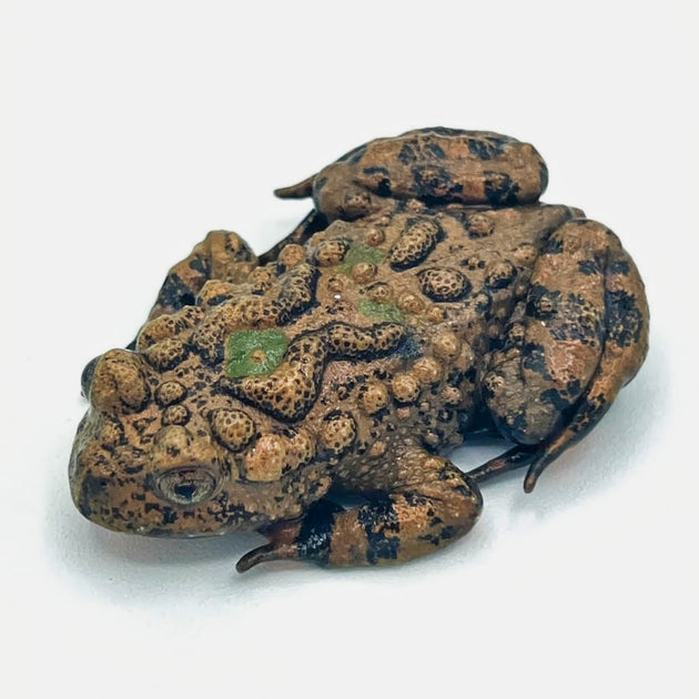 Small bed Bell Toads For Sale Big Apple Herp Reptiles For Sale