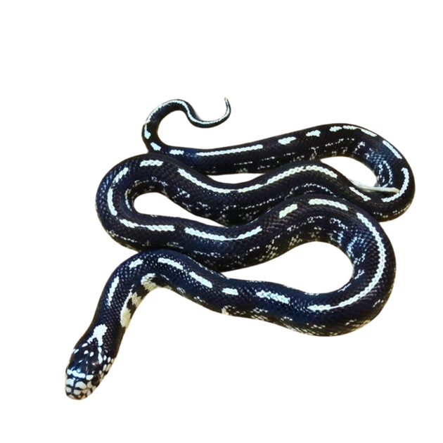 幻のKing Snake BlackBear Made IN JAPAN Buy Albino Prairie Kingsnakes | Big Apple Herp