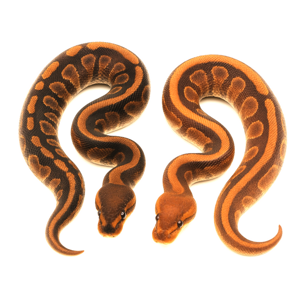 新品✨定価16,500円 Python 　BLACKほか　大幅お値下げ‼️ Cinnamon Ball Python Adult For Sale - Imperial Reptiles – IMPERIAL