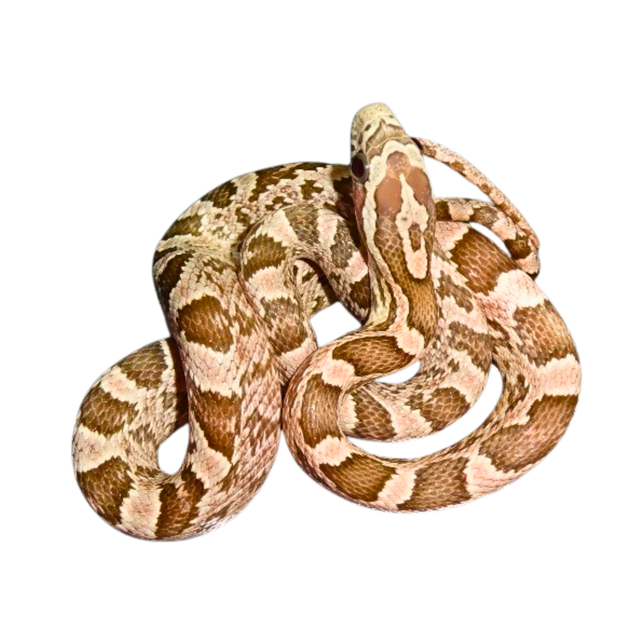 CoralGhostCornSnakesForSale_12