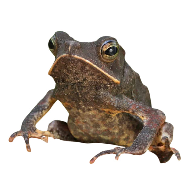 CrestedToadForSale_1200x630.