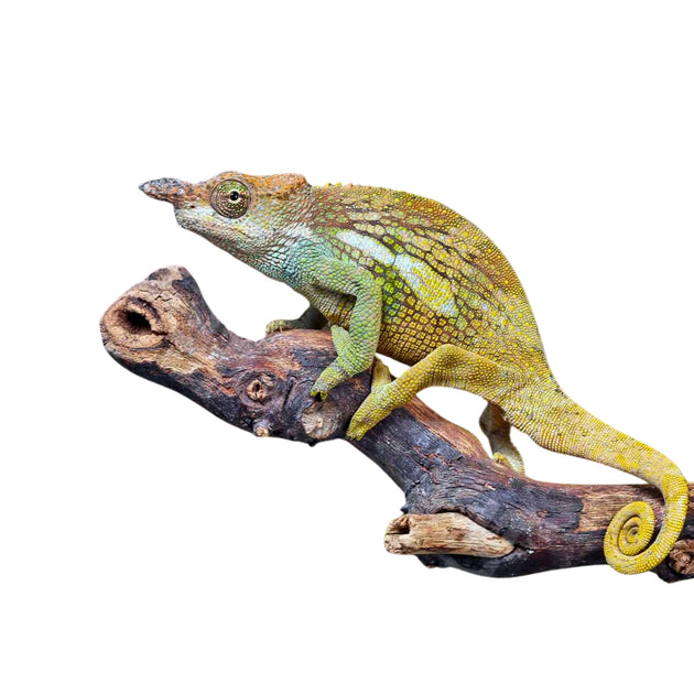 Dwarf Fischer's Chameleons for Sale | Kinyongia boehmei – Rare