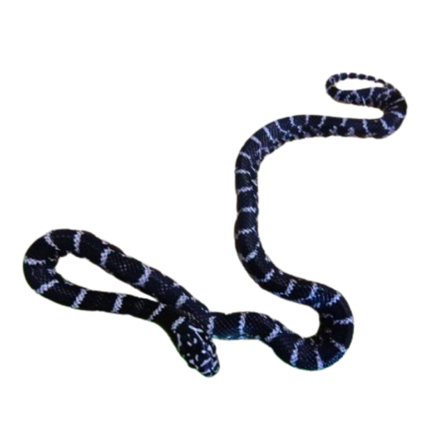FloridaAneryKingsnakesForSale_