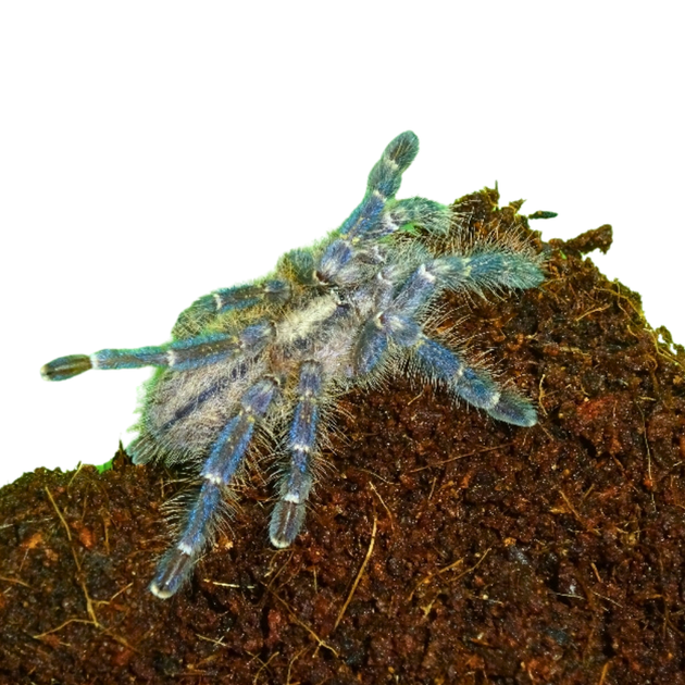 GootySapphireOrnamentalTarantu