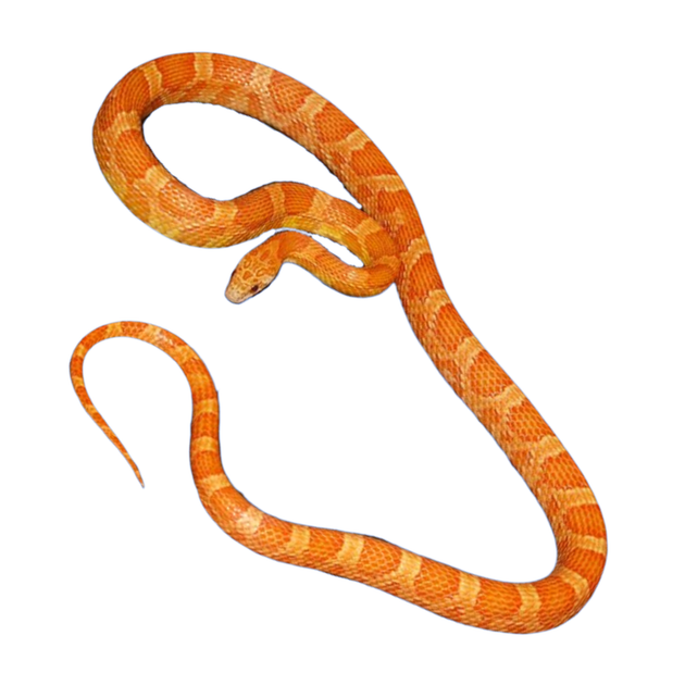 HypoSunkissedCornSnakesForSale