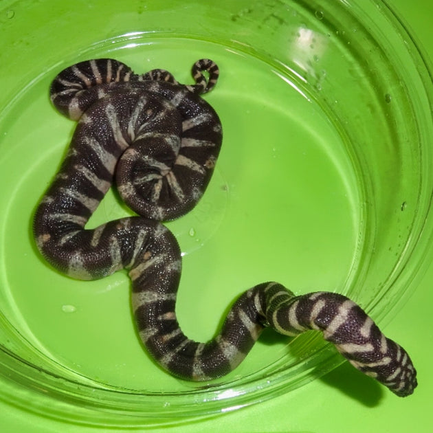 Java Wart & Elephant Trunk Snakes Big Apple Herp Reptiles For Sale