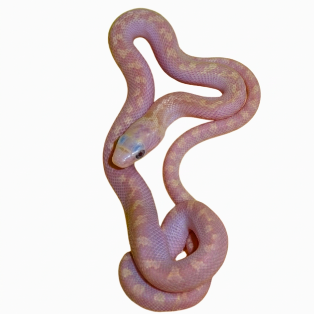 「R85 Lebia」 RAT WhiteFace期イメージ 黒 Lavender White Sided Black Rat Snakes for Sale | Pantherophis