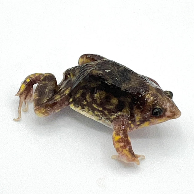 Rain Frogs For Sale Big Apple Herp Reptiles For Sale