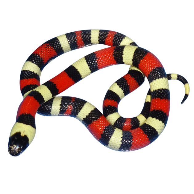 Pueblan Milk Snakes for Sale | Buy Online | Big Apple Herp