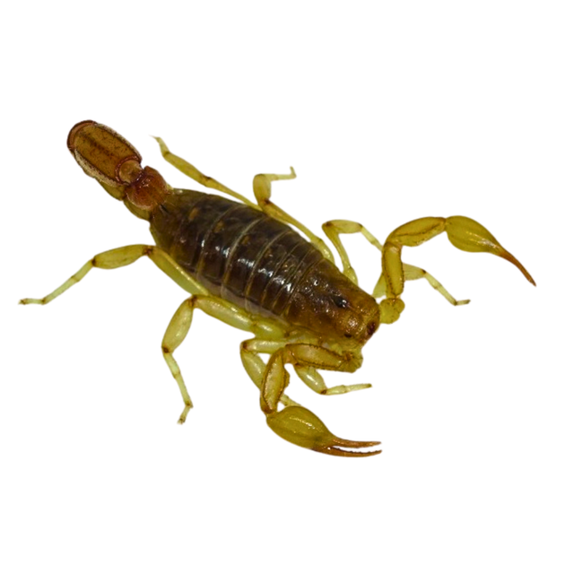 StripedDevilScorpionsForSale_1