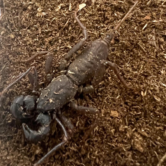 Vinegaroons For Sale Big Apple Herp Reptiles For Sale