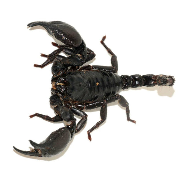 Asian Forest Scorpion for sale – Big Apple Pet Supply