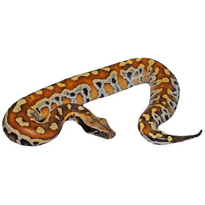 Ocelot Borneo Blood Pythons
