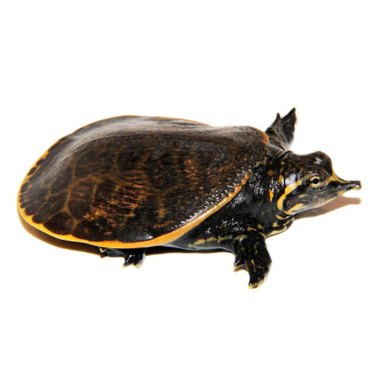 Florida Softshell Turtles for Sale | Apalone ferox | Big Apple Herp
