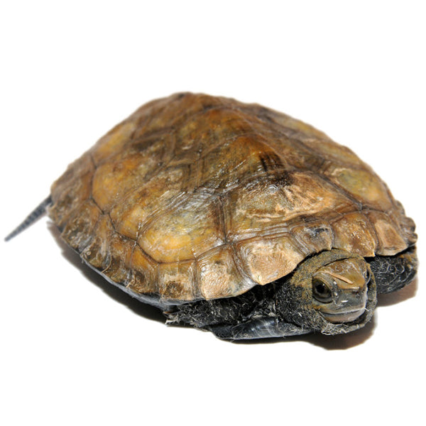 Japanese Wood Turtles Big Apple Herp Reptiles For Sale