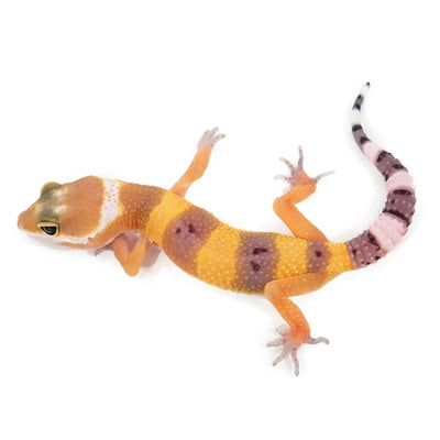 Tangerine Leopard Geckos