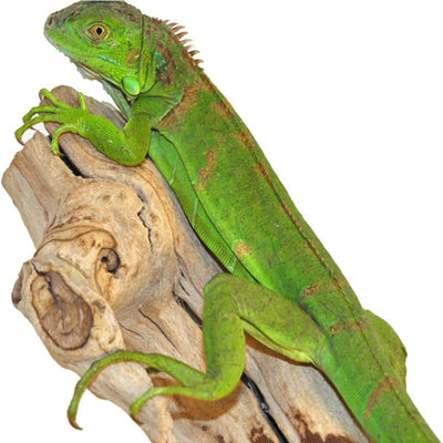 CB El Salvador Green Iguanas