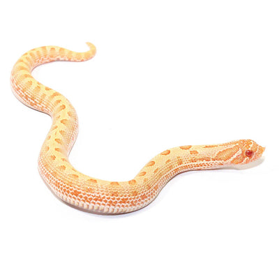 Albino Anaconda Western Hognose Snakes