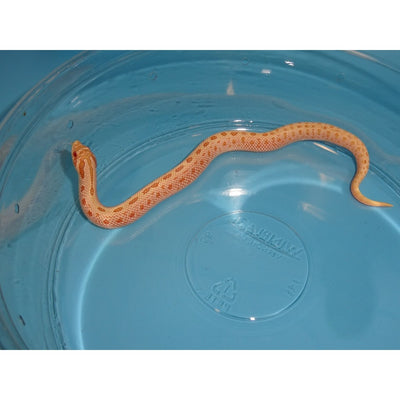 Albino Articconda Western Hognose Snakes