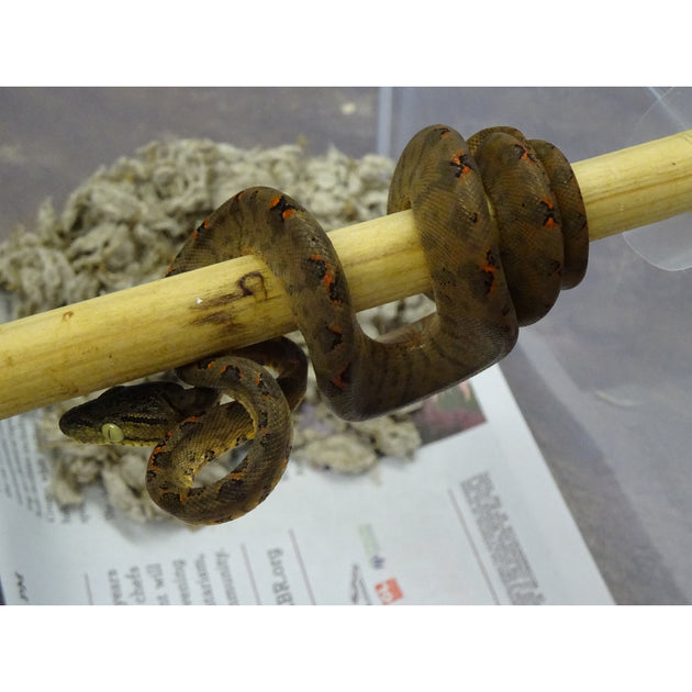 Amazon Tree Boa for Sale – Garden Phase Arboreal Snake | Big