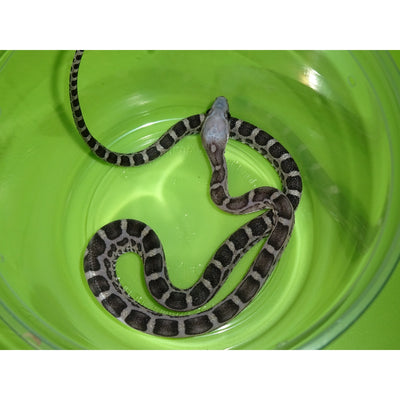 Black Albino Scaleless Corn Snakes
