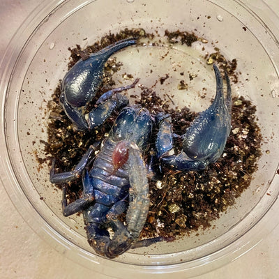 Asian Blue Claw Scorpions