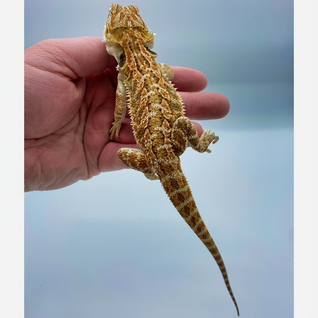 Buy Live Reptiles at Big Apple Pet Supply Page 3 Big Apple Herp