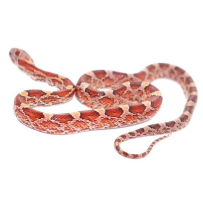 Blood Red Corn Snakes