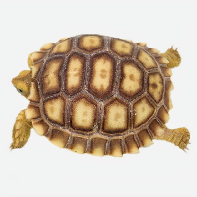 Buy Sulcata Tortoise – Captive Bred Sulcata Tortoises for Sale