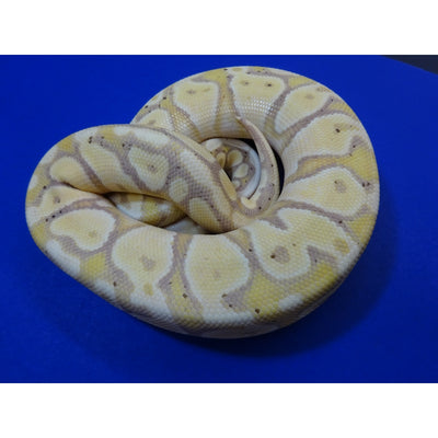 Banana Pastel Ball Pythons