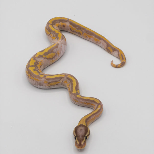 Buy Pastel Mimosa Ball Python Big Apple Herp Reptiles For Sale