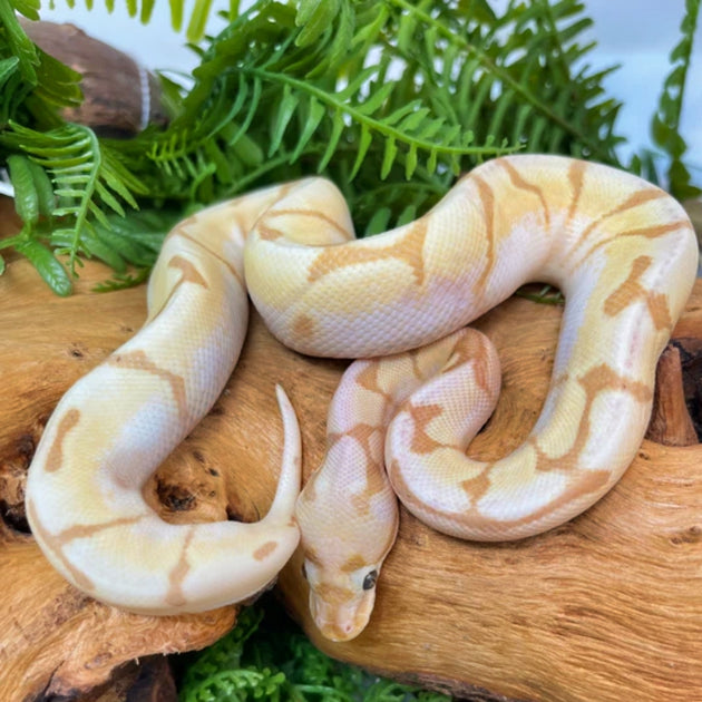 Buy Banana Spider Ball Pythons Big Apple Herp Reptiles For Sale