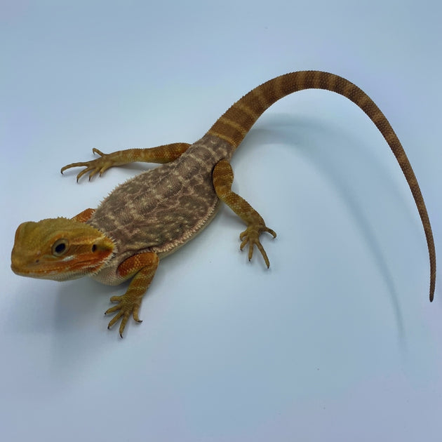 Buy Live Reptiles at Big Apple Pet Supply – Page 2 – Big Apple Herp