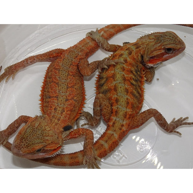 Red Bearded Dragons For Sale – Big Apple Herp - Reptiles For Sale