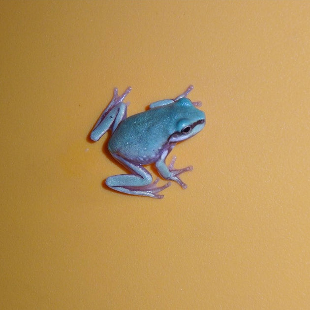 Buy Blue Eyed White's Tree Frogs | Big Apple Herp