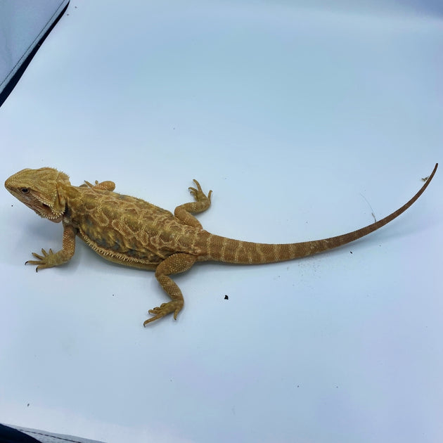 Buy Bearded Dragons Online At The Best Prices Big Apple Pet Supply
