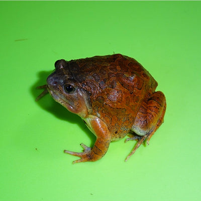 Burmese Squat Frog