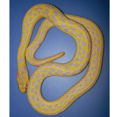 Albino Checkered Garter Snakes