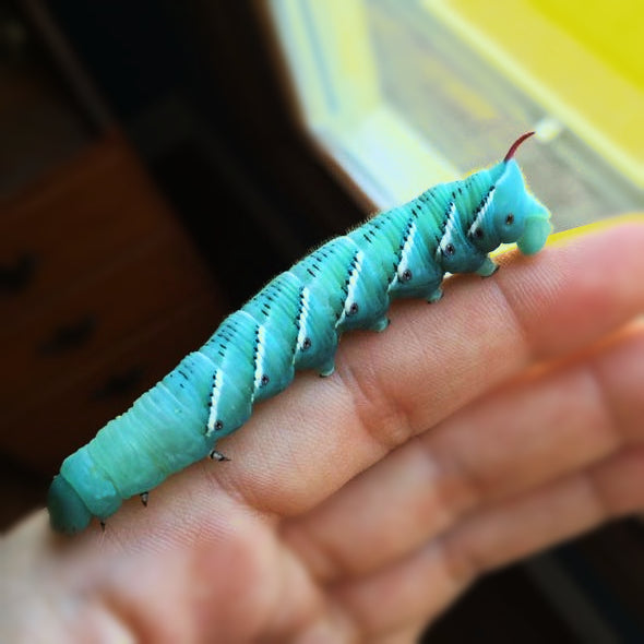 Buy Hornworms For Reptiles Big Apple Herp Reptiles For Sale