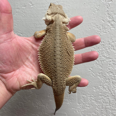 Witblits Bearded Dragons