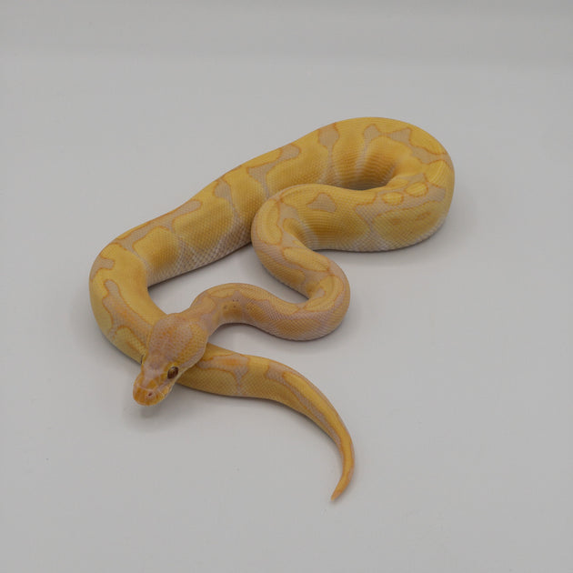 Buy Candy Ball Pythons Big Apple Herp Reptiles For Sale