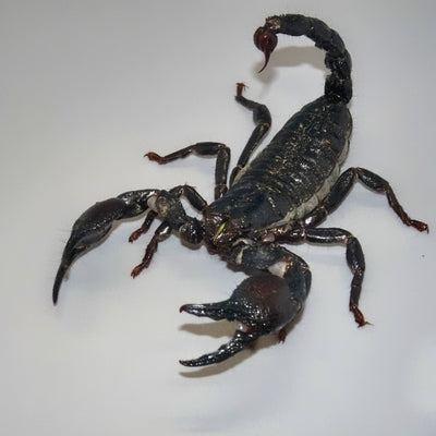 Cave Clawed Scorpions