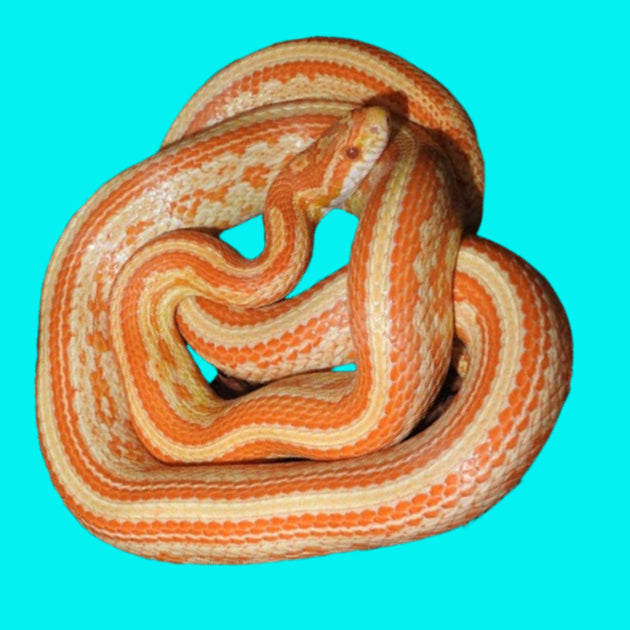Creamsicle Tessera Corn Snakes For Sale Big Apple Pet Supply