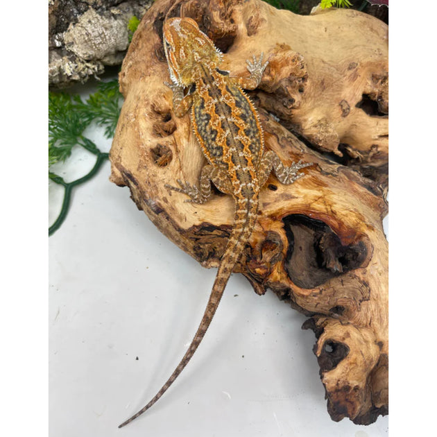 Buy Bearded Dragons Online At The Best Prices Big Apple Herp Reptiles For Sale