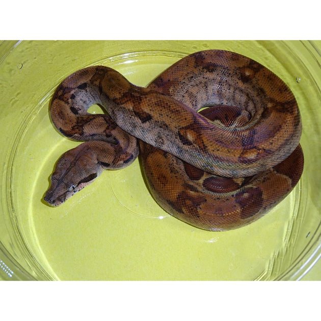 Gee-Hypo-Het-T-Boa_1200x630.