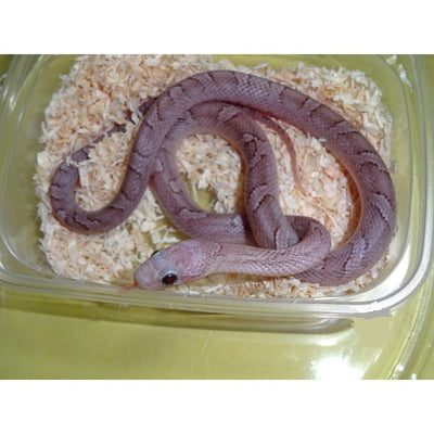 Ghost Blood Red Corn Snake