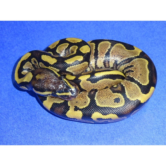 Pastel Yellow Belly Ball Python For Sale (Live Arrival Gaurantee)